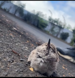 Tweety Bird Edition