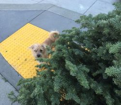 Fridays With Freddy: Ode to the Tree