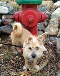 Fridays with Freddy: Triple-Dog Dare