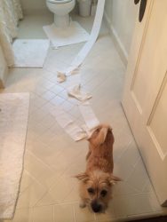 Fridays With Freddy: "Dog Poems"