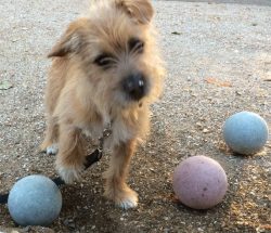 Fridays with Freddie: Balls