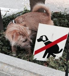 Fridays with Freddie: Placard Rebellion