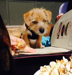 Fridays with Freddie: Cheeseburger please!