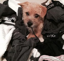 Fridays with Freddie ~ Laundered Jockey's