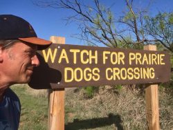 Prairie Dogs Crossing